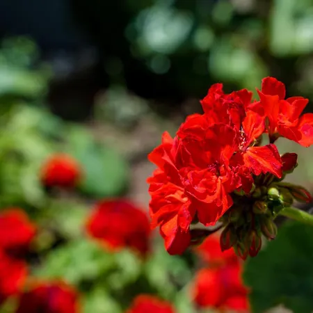Semesterbostad Il Giardino Di Lucia