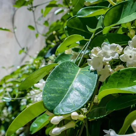 Il Giardino Di Lucia Syrakusa